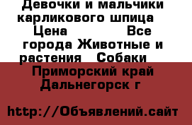 Девочки и мальчики карликового шпица  › Цена ­ 20 000 - Все города Животные и растения » Собаки   . Приморский край,Дальнегорск г.